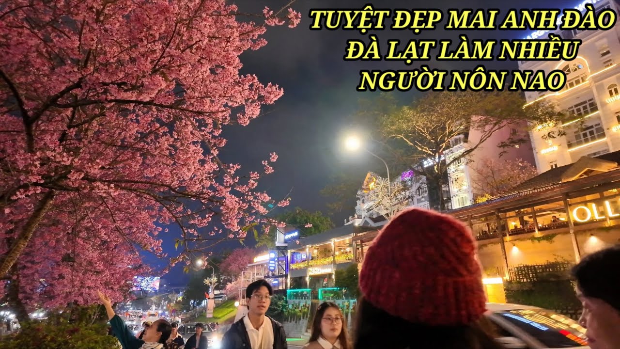 Tuyệt đẹp Mai Anh Đào Đà Lạt làm nhiều người nôn nao