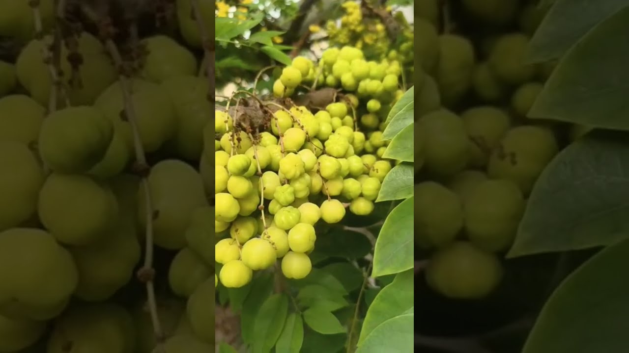 పెరటిలో 