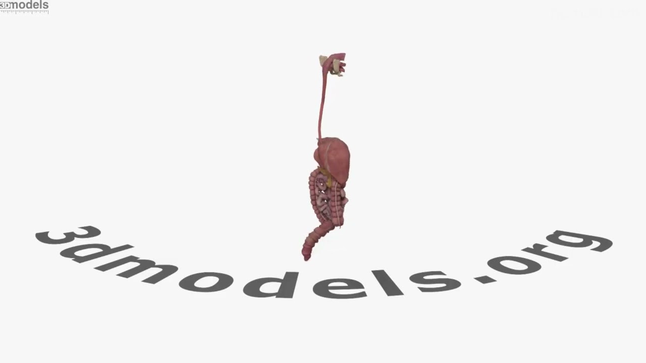 Female Digestive System 3D model by 3DModels.org