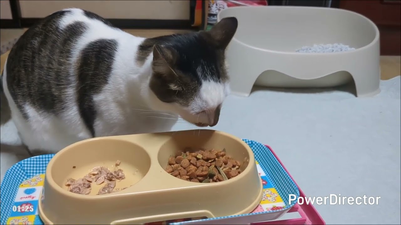 ニャアの夕食タイムトライアル(20260211)