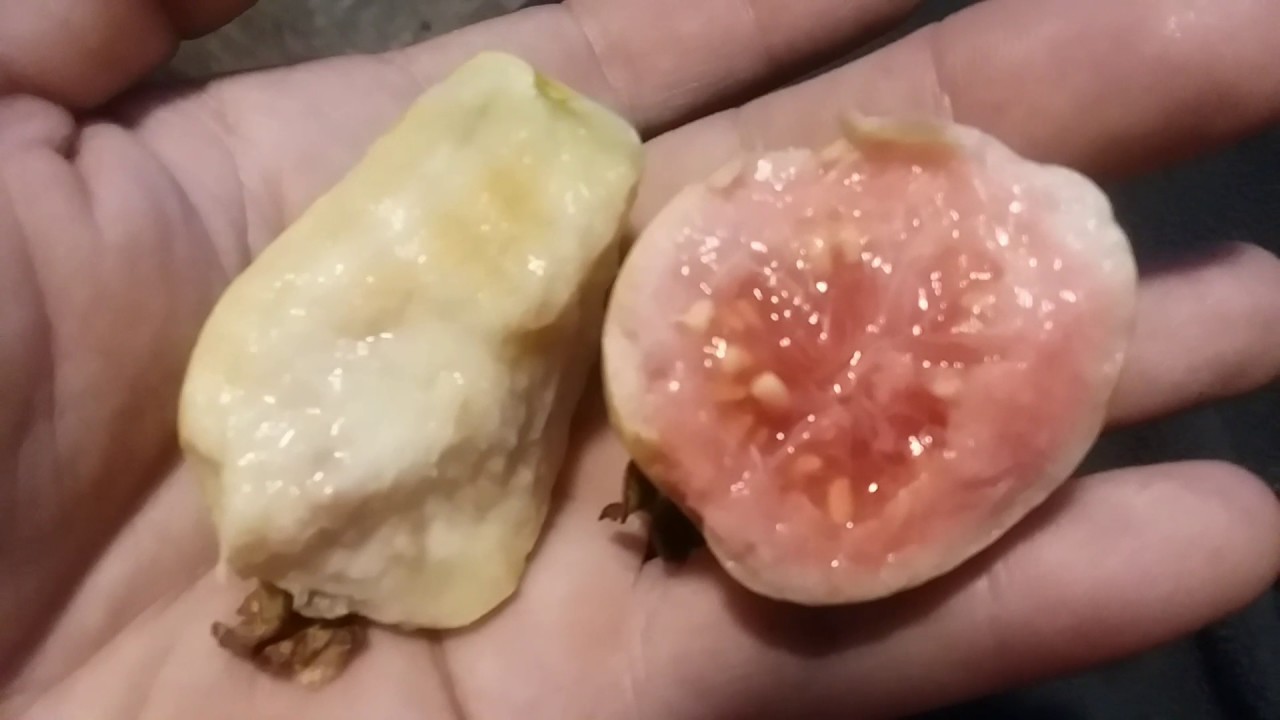 Mexican Cream Guava VS. Pink Guava!