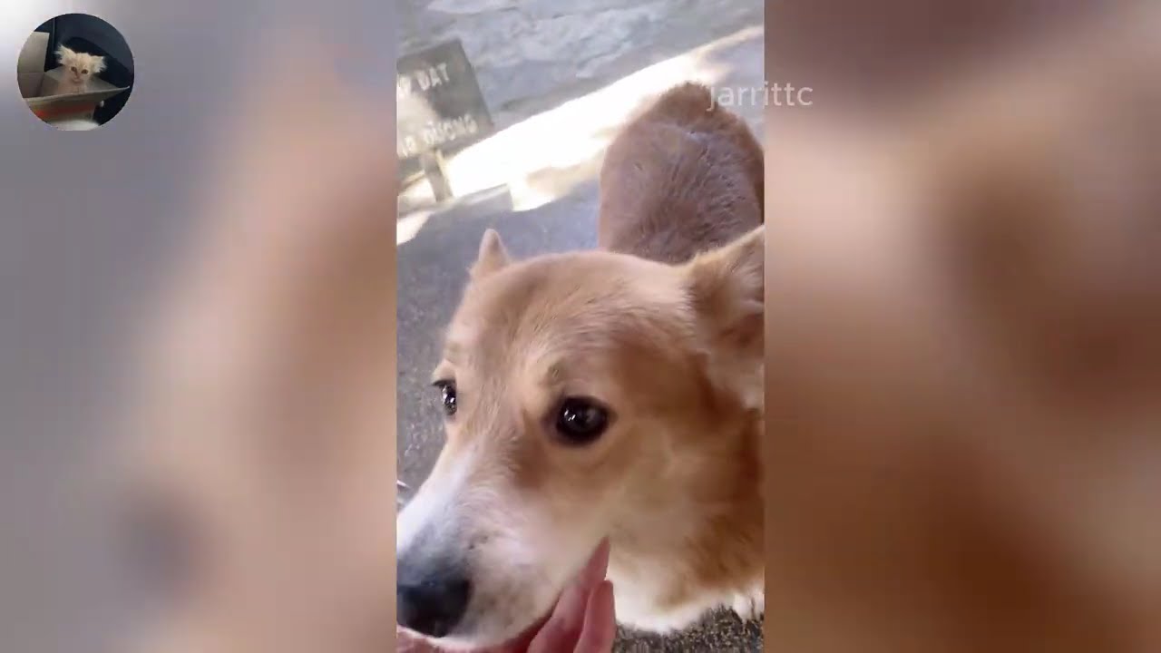 Funny ANIMALS videos 😂 | Funniest Cats and Dogs 2026 🐶😼 Part 48