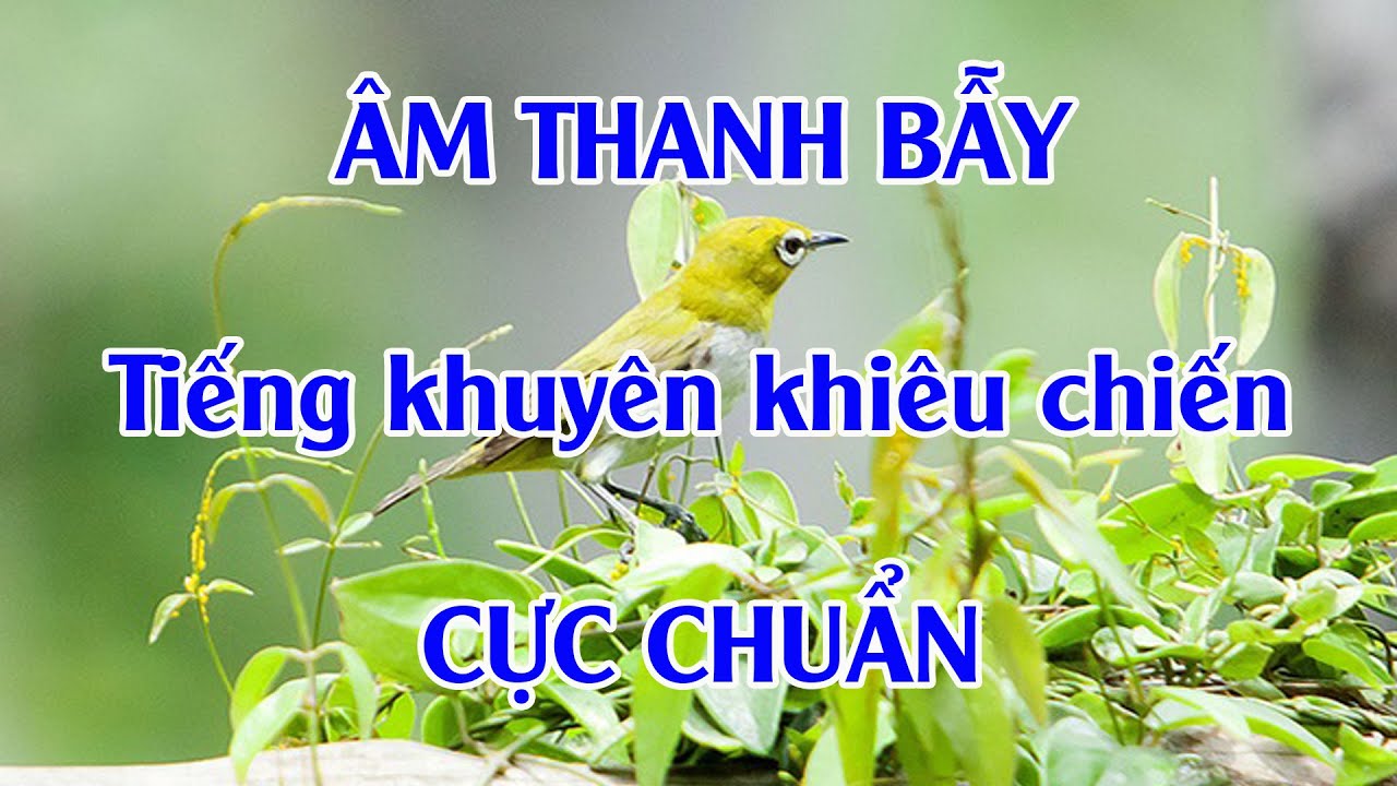 Tiếng khuyên gọi bầy. 60 phút. Âm thanh bẫy