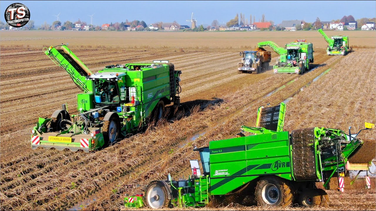 Potato Harvest | 3x AVR PUMA  4 row bunker harvesters | tough conditions | Breure contracting