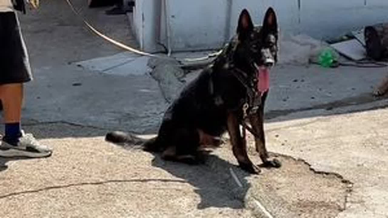 #狗狗 狗市看够了吧，今天带你们去东德犬舍逛一圈，看看（德国超级总公）威罗的儿子 “大卫东德犬”看看他的实力如何。#东德牧羊犬 #贵阳狗市 #不养狗不知道养狗的乐趣 #同城优先推荐