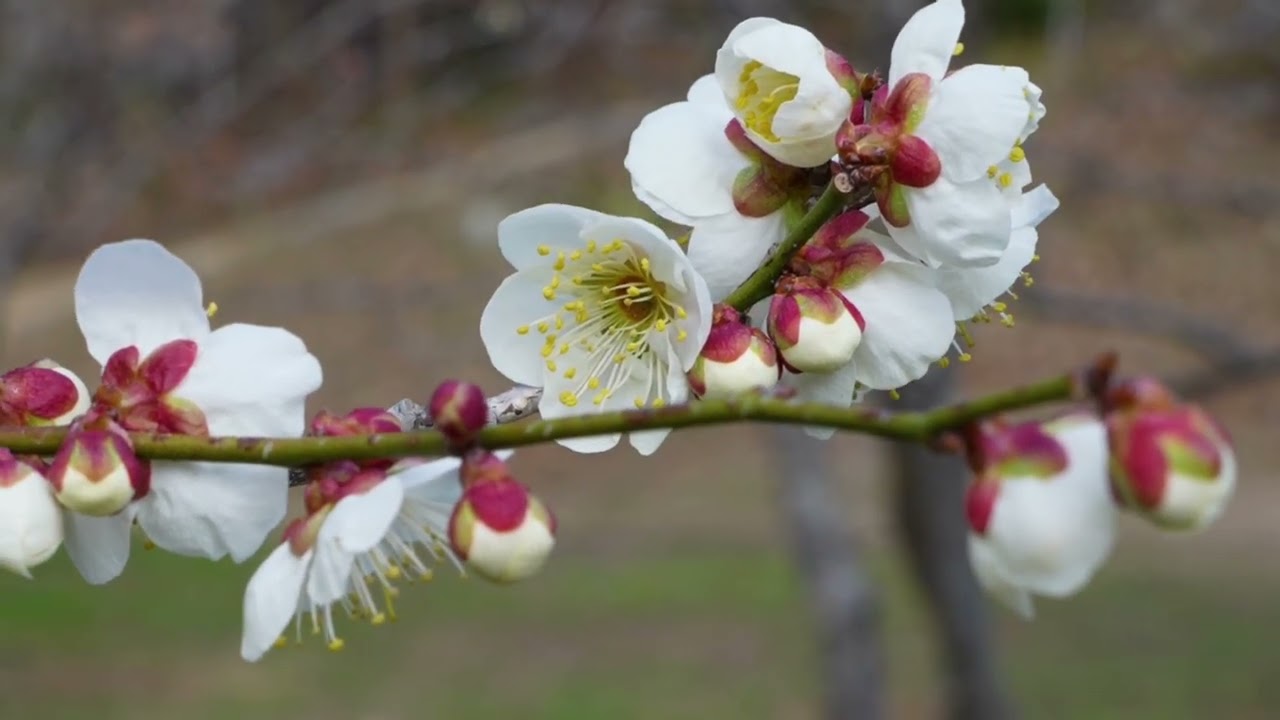 C'est le printemps qui frappe au cœur 