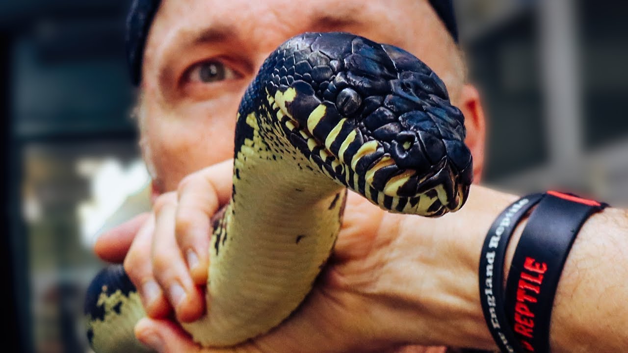 ARE BOELEN'S PYTHONS OVERRATED? WE WANT TO KNOW!
