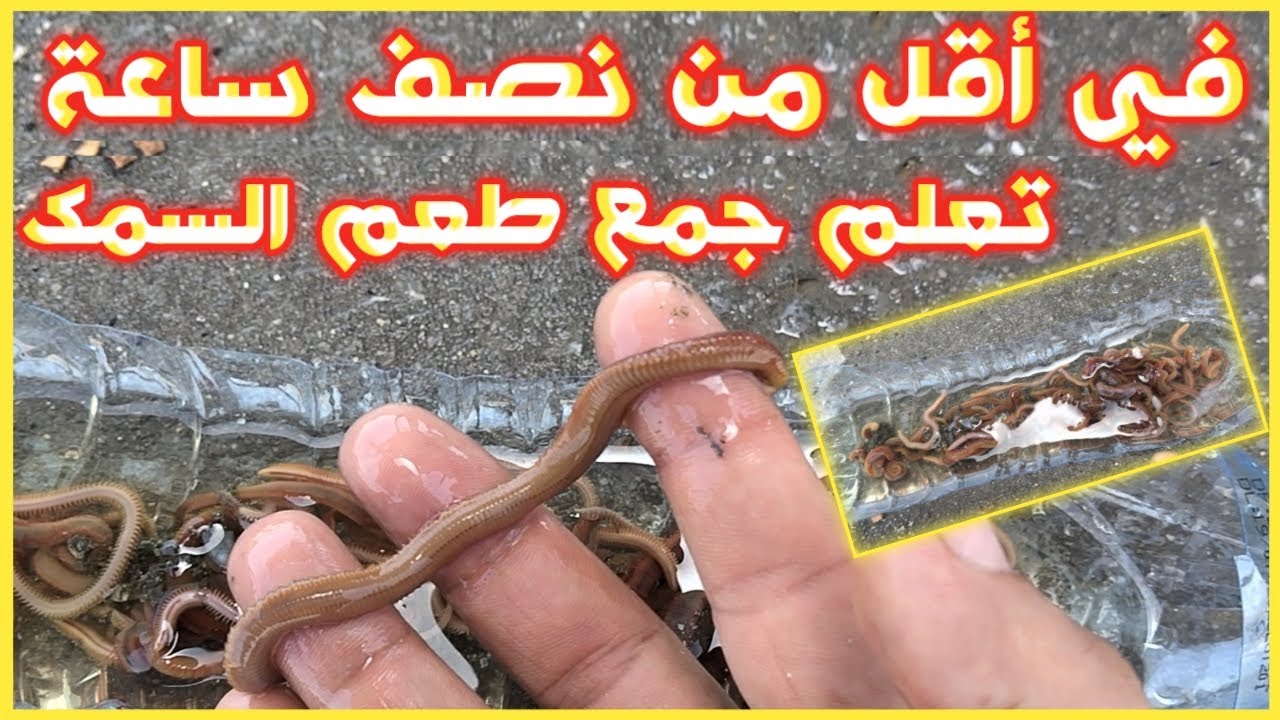 طريقة جمع دود البحر لصيد السمك ✔ في اقل من نصف ساعة ✔ مجانا بكميات كبيرة