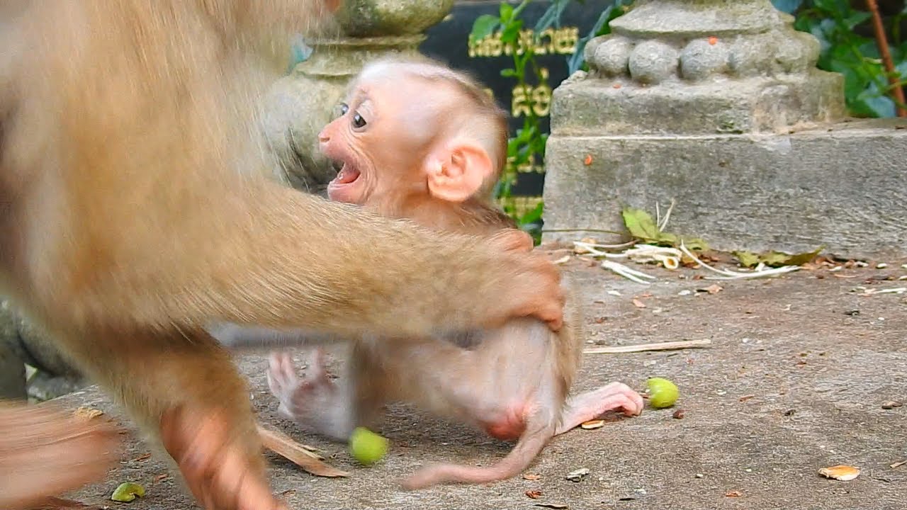 Oh! Baby monkey Marco angry Monny mother does not care and the baby cried loudly