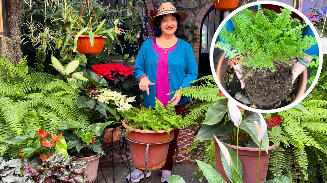 El Helecho es la Planta IDEAL para terminar el año