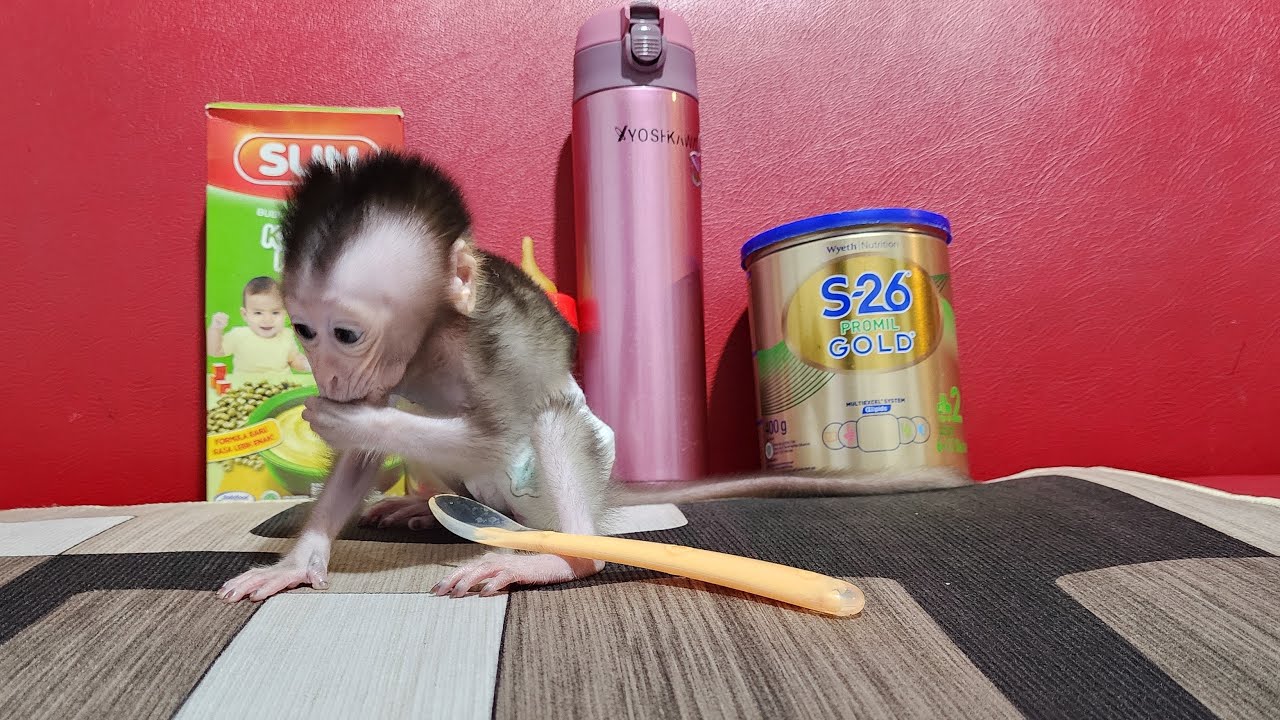 Newborn Baby Monkey Boy First Time Eating Porridge