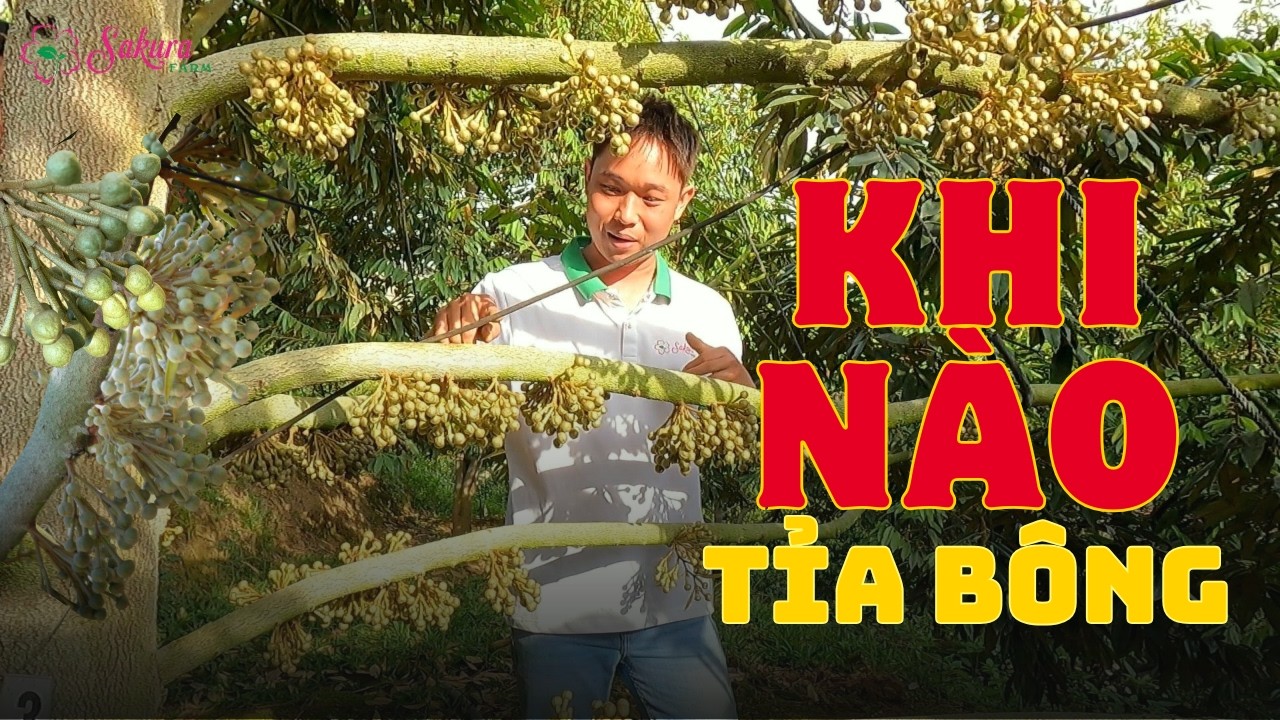 Khi Nào Nên Tỉa Bông Sầu Riêng? 3 Lần Tỉa Bông Quan Trọng Quyết Định Năng Suất | Farm Sakura