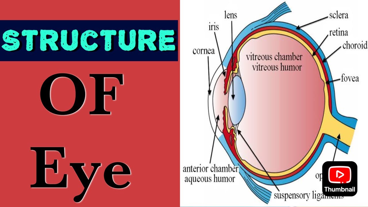 Structure Of Eye|| Shalakya Tantra|| Ayurvedic vlog||Ayurvedic Topics|| Dr Sweety Ayurvedic classes