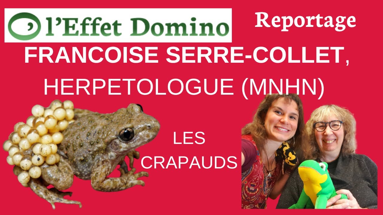 Tout savoir sur les crapauds et les grenouilles