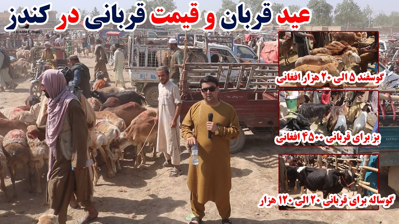 دو قدم تا عید قربان و نرخ ونوای گاو، گوسفند وبز برای قربانی در مال بازار کندز | قیمت فعلی برای شما