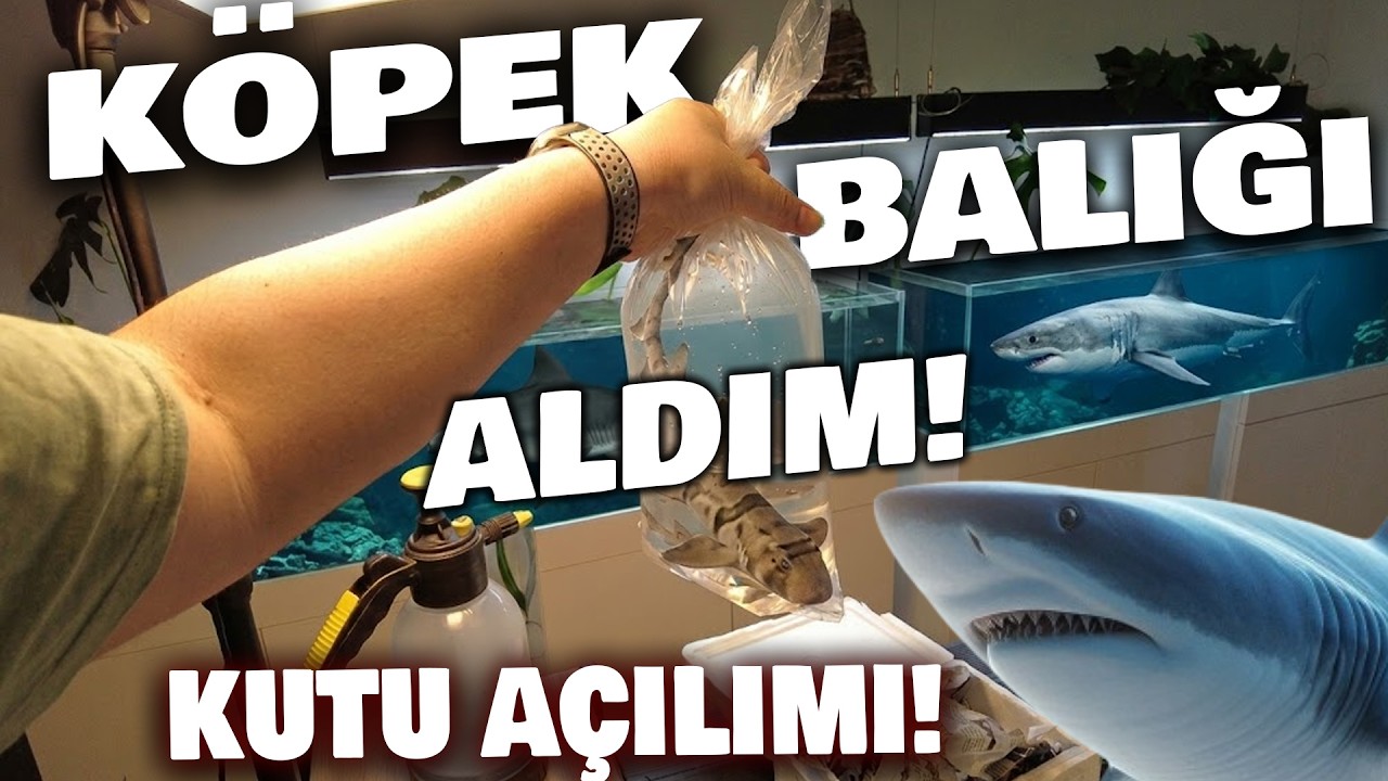 KÖPEK BALIĞI ALDIM! BÜYÜK PAKET AÇILIMI! #akvaryum #akvaryumbalıkları
