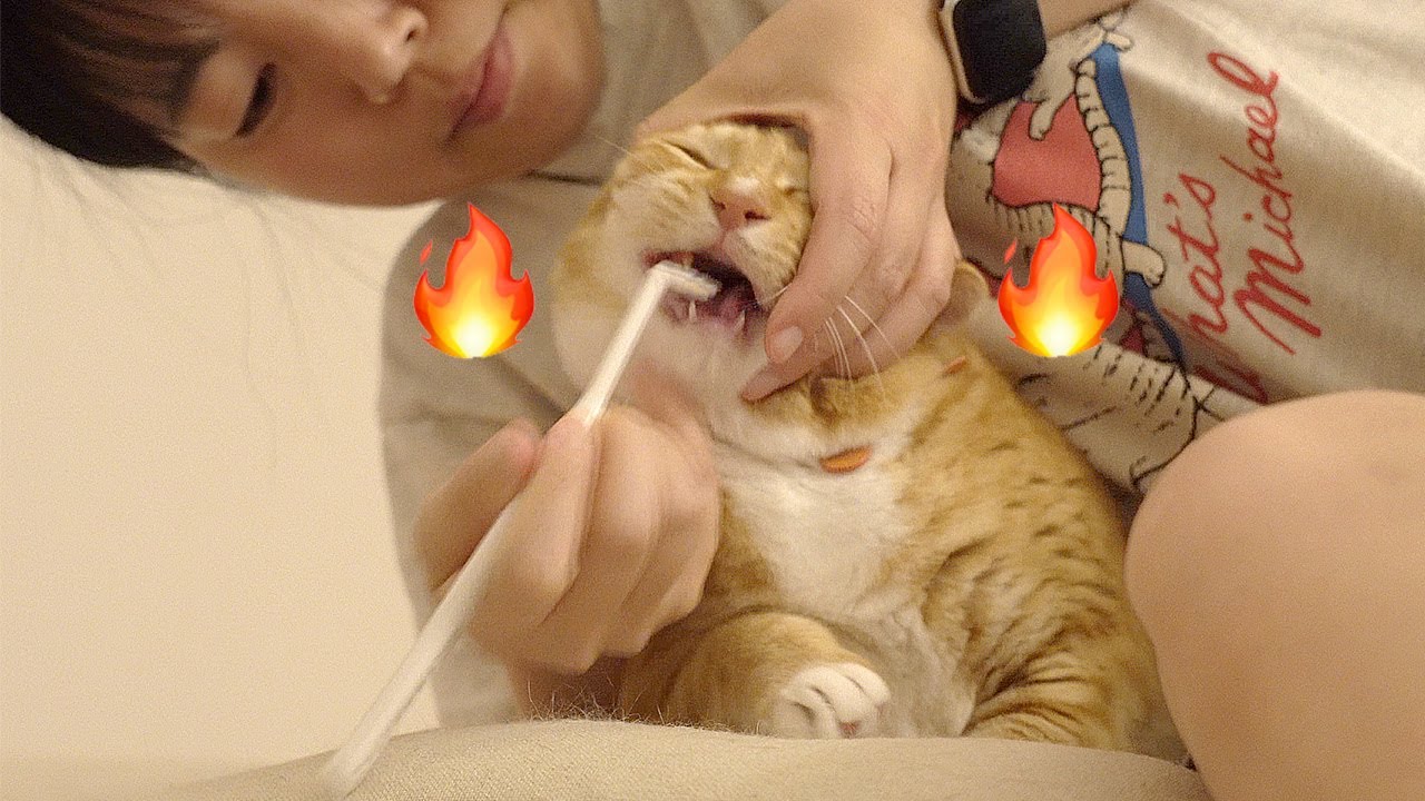 길출신 고양이 처음으로 양치에 도전했는데...