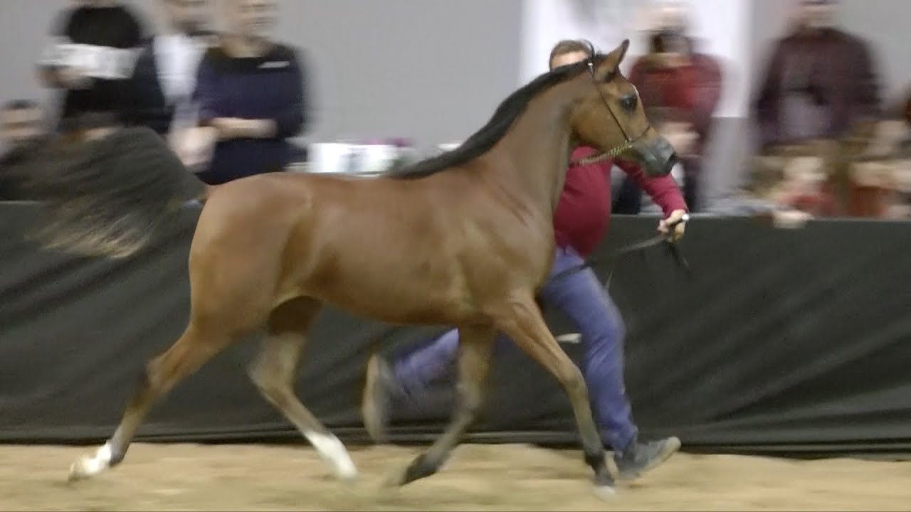Cavalli Arabi Bellissimi \ Arabian Horses - Fieracavalli Verona Italy 2023