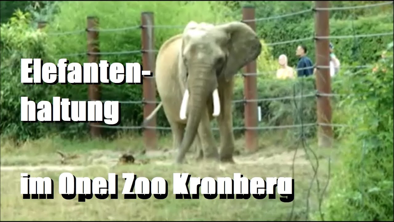 Elefanten im Opel Zoo Kronberg (Taunus)