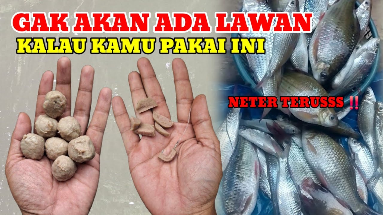 UMPAN PALING JITU SAAT INI‼️1 MENIT 10 EKOR BABON