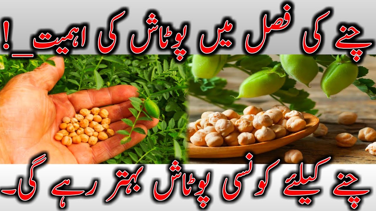 Use of potash in chickpea crop | Potash fertilizer | Chany ki fasal mn potash ka istamal | Sop | mop
