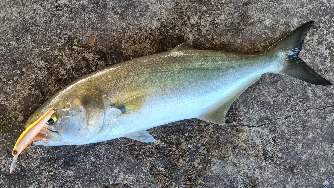 Big Tailor on Ultralight! | Swan River Fishing, Perth.