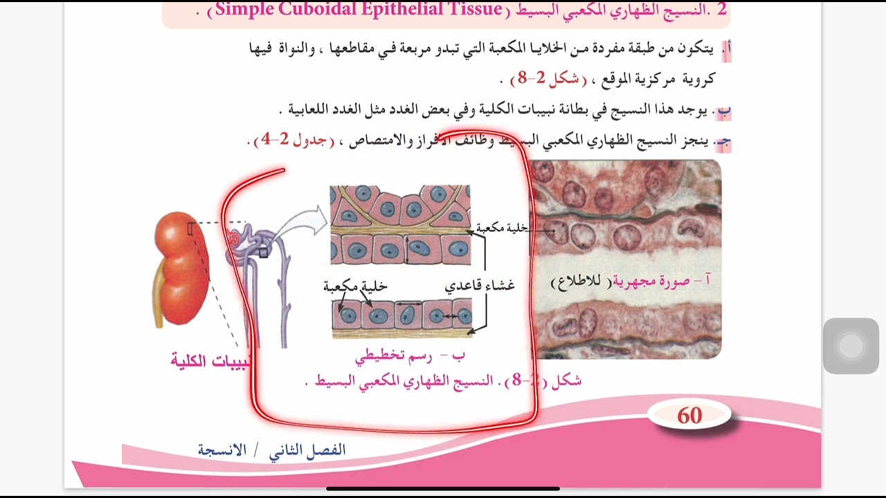 تعليم رسم | خطوات رسم النسيج الظهاري المكعبي البسيط.