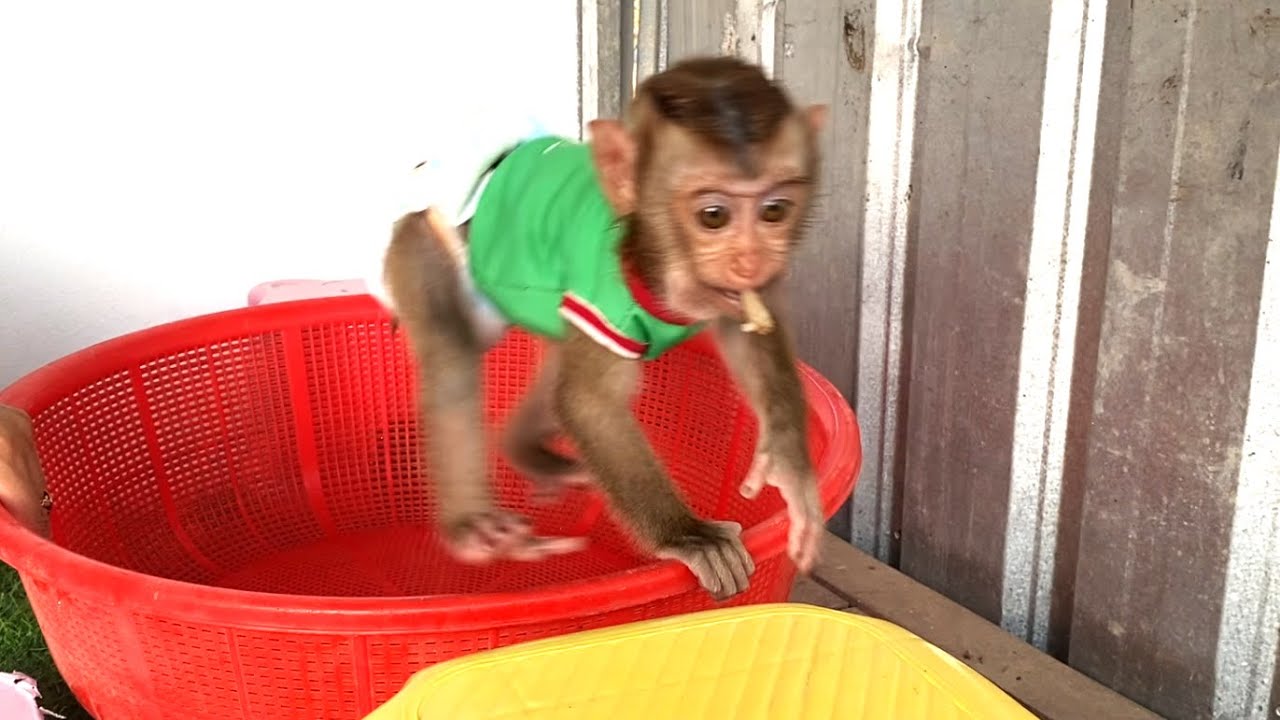 Amazing!! The smart monkey TORO is jumping in a basket while happily eating fried rice