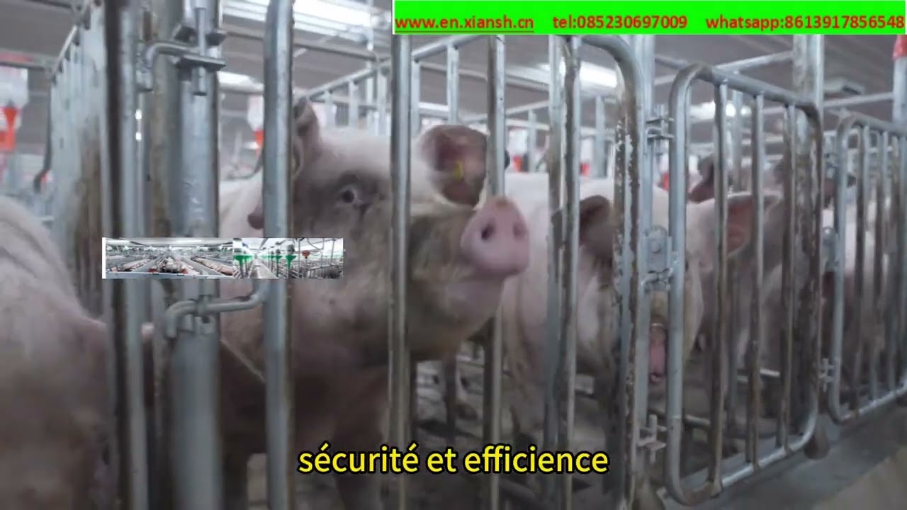 Ventes de matériel porcin en vidéo française