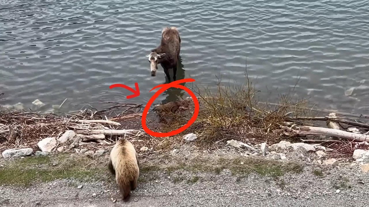 Witnessed by Many A Real Life Animal Drama in Glacier National Park #moose