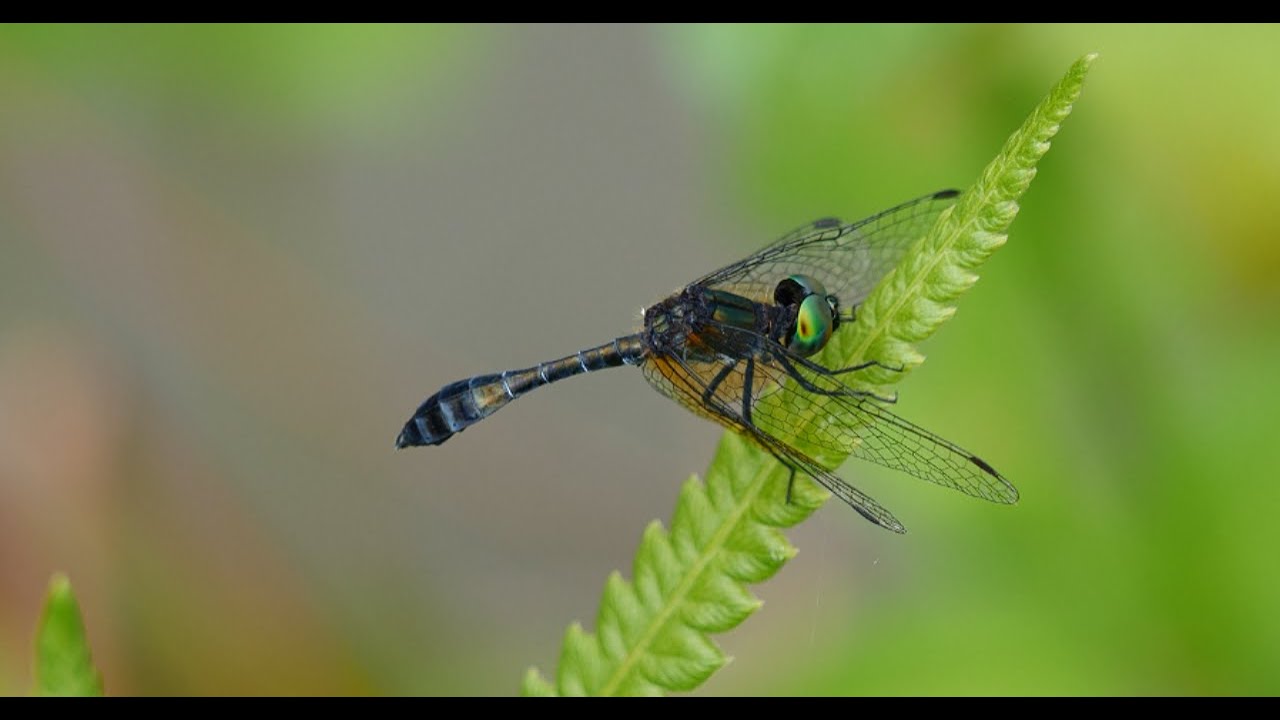 Vietnam Dragonflies 2025 Central Highlands Part 1