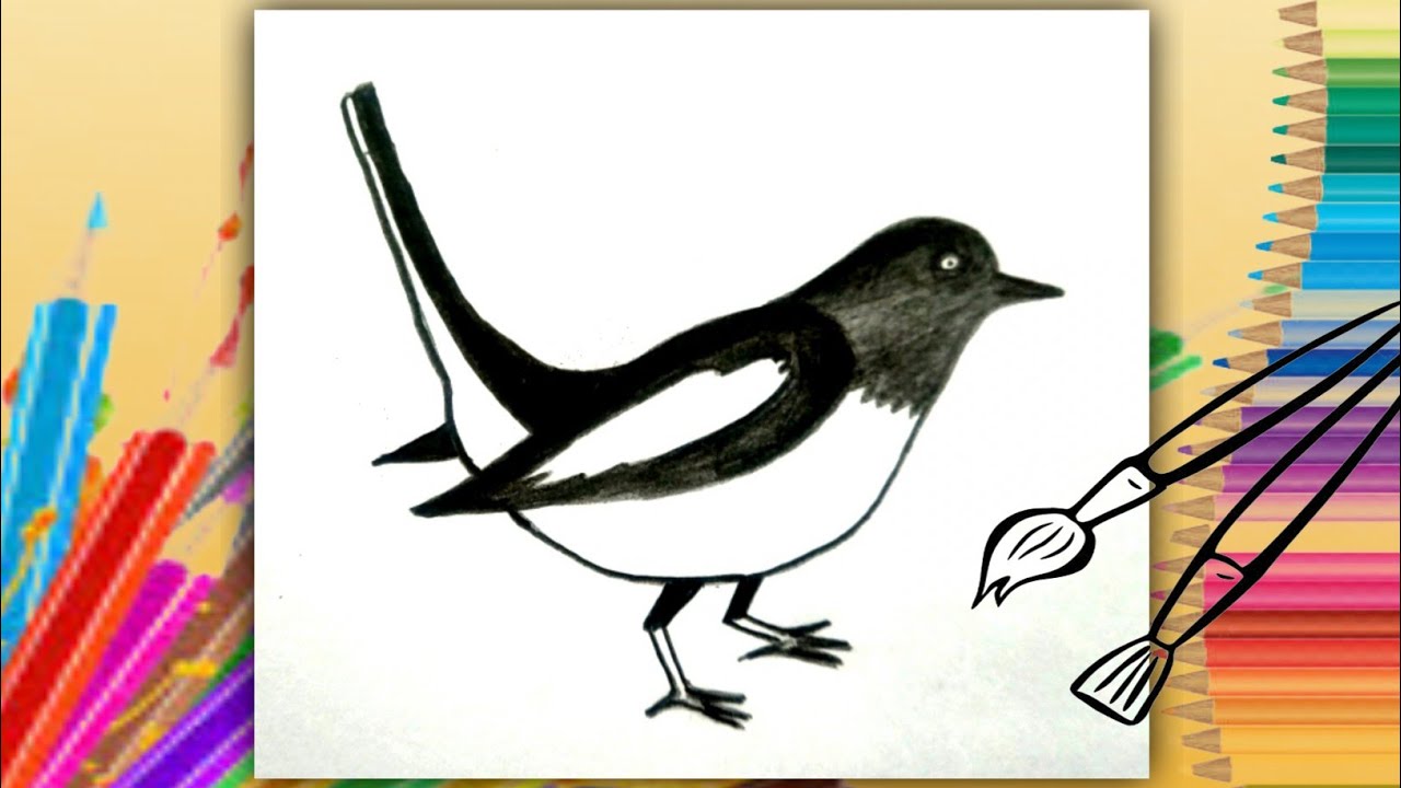 Bird drawing step by step easy || Magpie drawing step by step