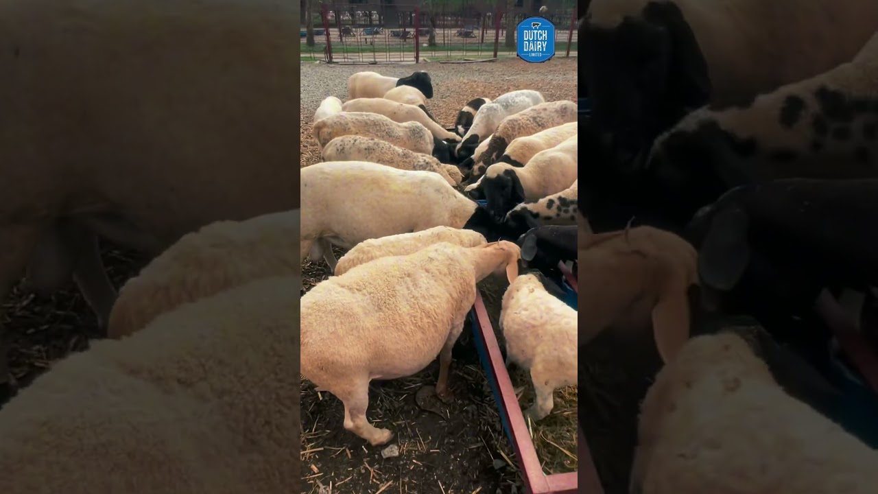 Dutch Dairy ltd || Contact us-01407062112 //01733461243