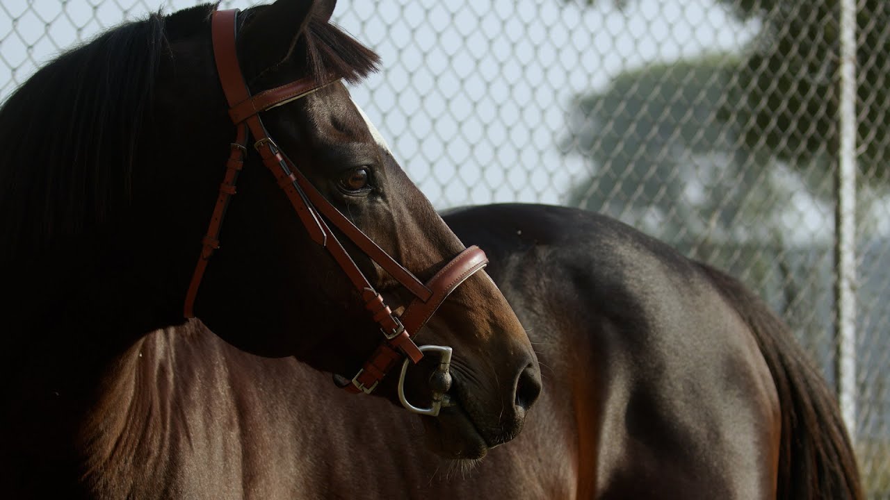 Usha Stud Farm | The Stallions