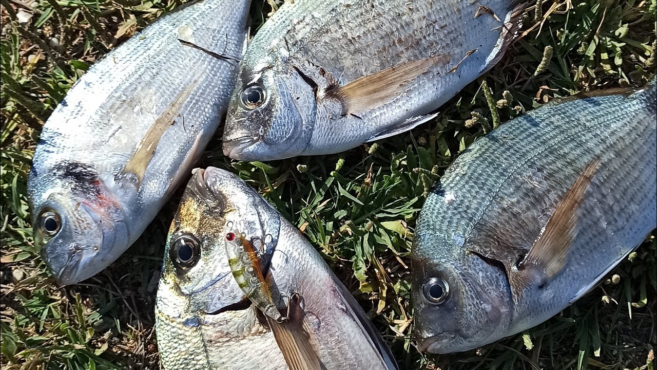 Zıpır 50 mm  Sagos  avı  (Teke, Borukurdu )