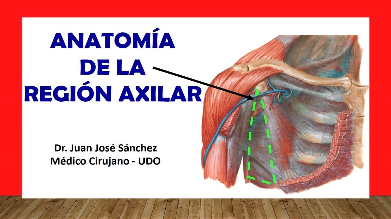 🥇 REGI&Oacute;N AXILAR - (Fosa Axilar), Anatomia. F&aacute;cil y Sencilla