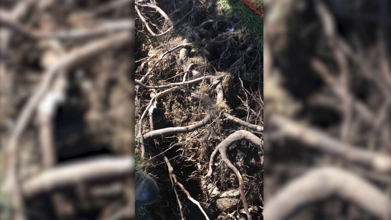 Tree Root Protection During Dry Vac Excavation