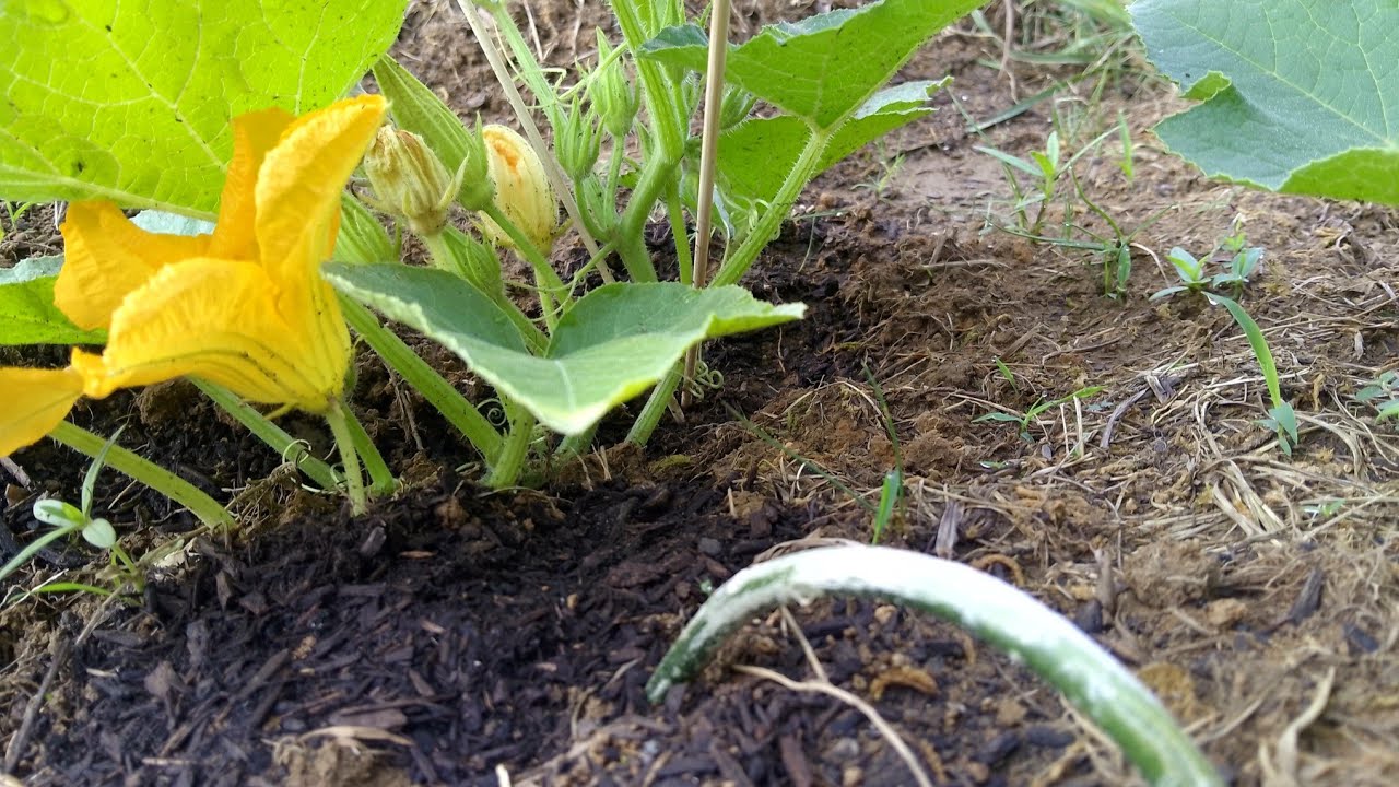 Pumpkin Maintenance How-to 