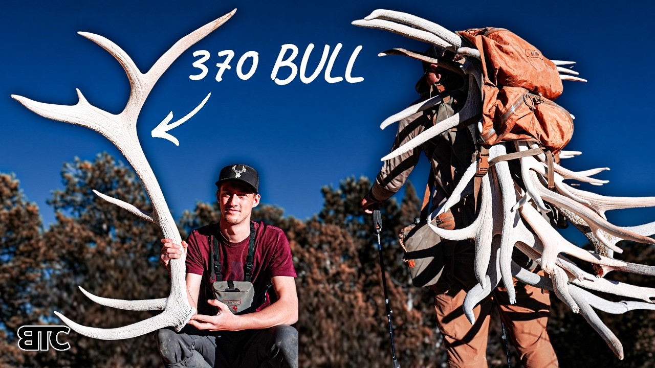 370+ ELK SHED | PACK FULL OF ELK SHEDS | SHEDHUNT 26 | 4K