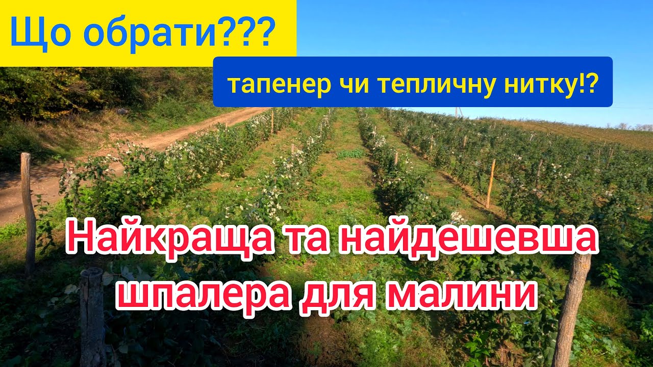 Шпалера для малини. Як краще і чим підв'язати малину. Ділимося своїм досвідом