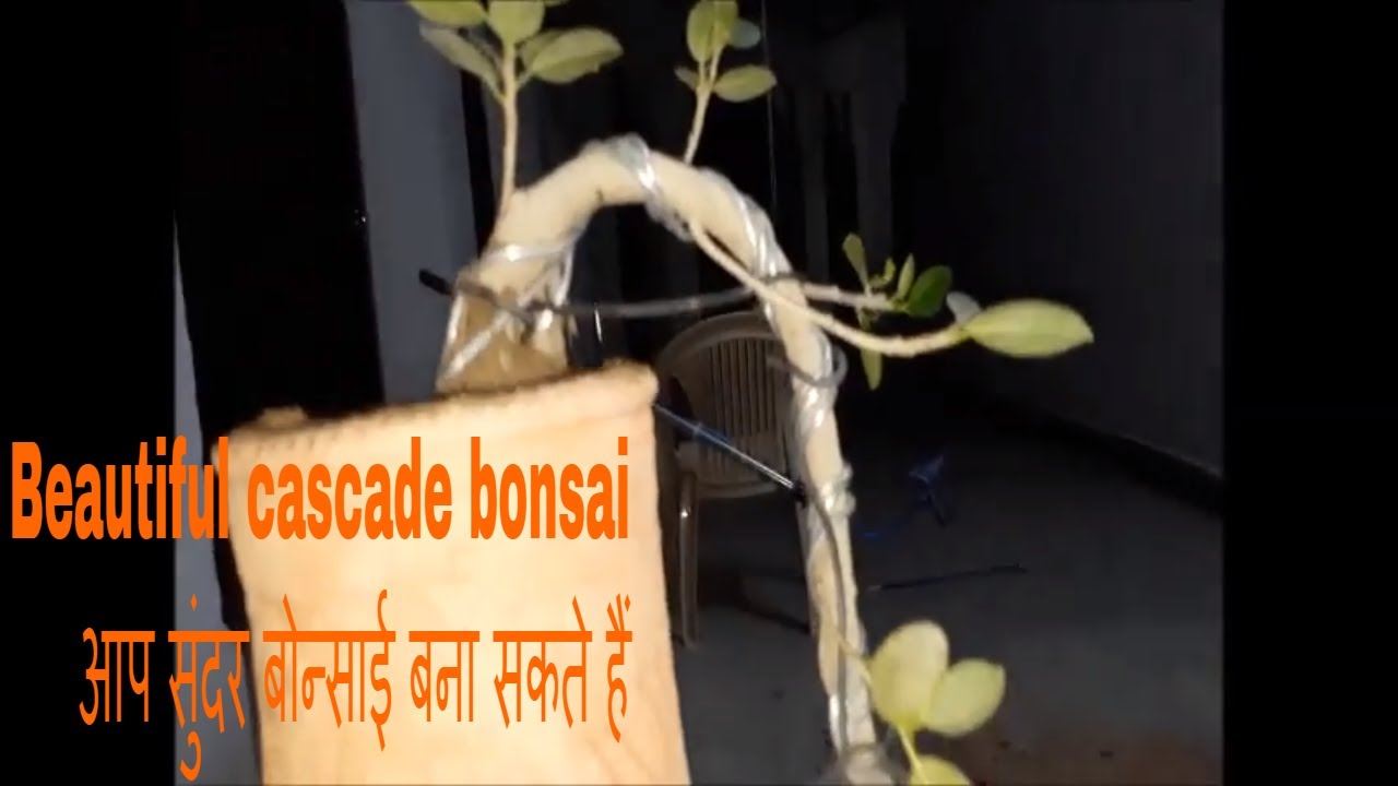How to make cascade beautiful  bonsai of ficus plant,,,,,, you will surprise