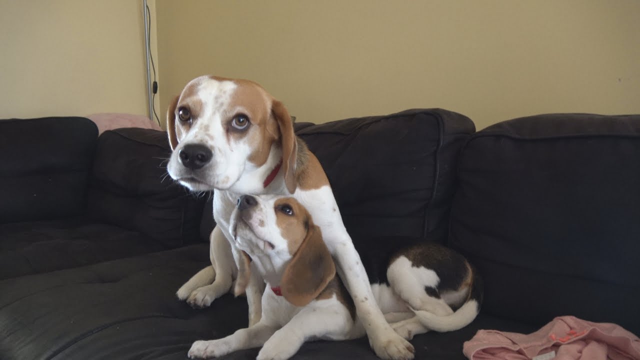 Why beagles are so funny  | Funny dogs compilation