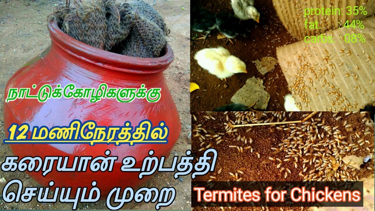 அதிக கரையான் உற்பத்தி செய்யும் முறை Termites production for Chickens |Nattukoli valarpu