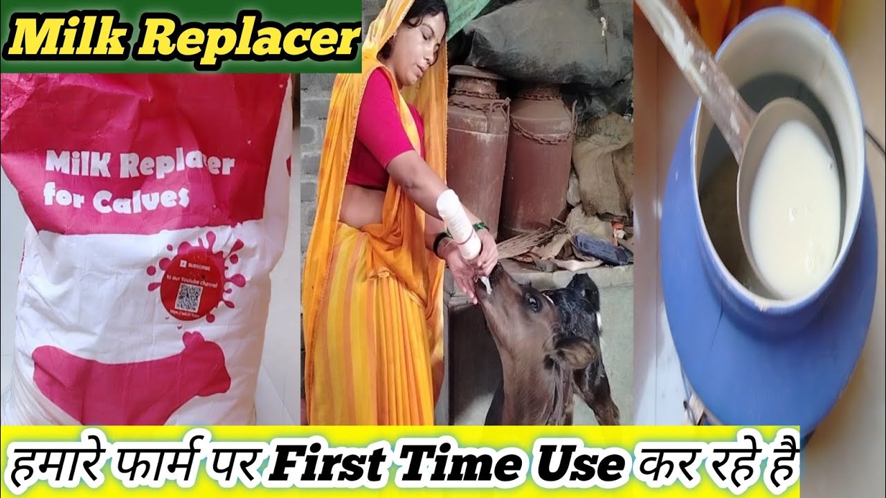 Calf Milk Replacer ।Calf ke liye milkreplacer kese banaye।