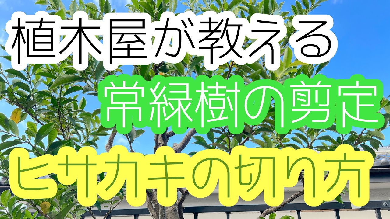 植木屋が教える常緑樹の切り方【ヒサカキ編】下り枝の有効利用の話など
