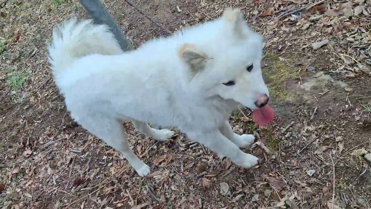 강아지