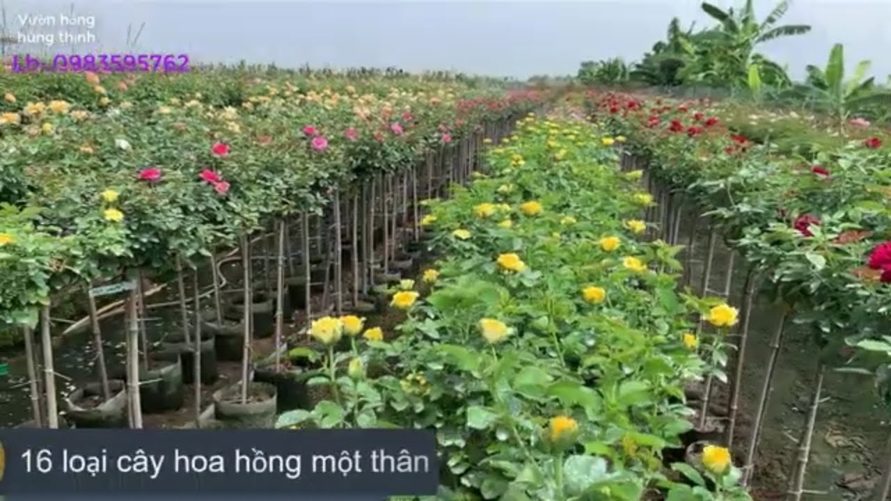 Lên Lô 16 Loại Hoa Hồng Một Thân Chọn Lọc Chất Lượng