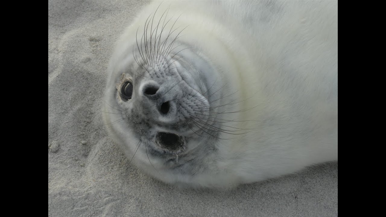 Robben (Kegelrobben) auf Helgoland und der Düne, Dezember 2025