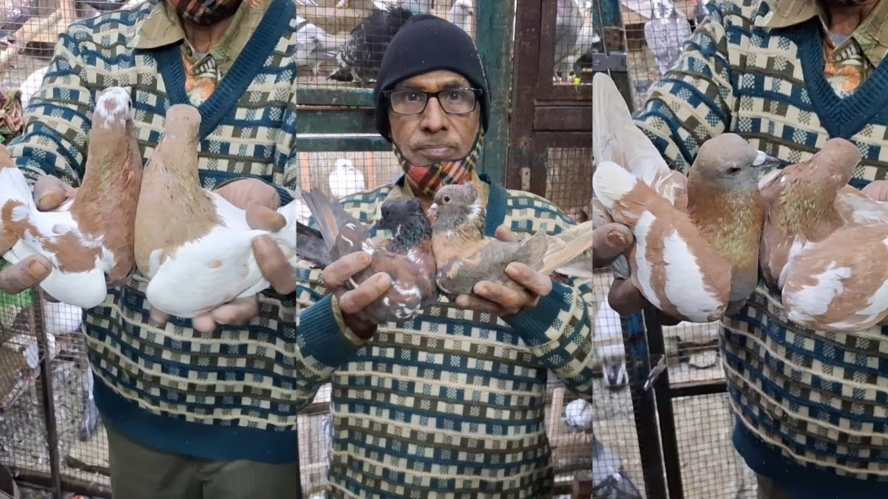 Jama Masjid kabootar shop Delhi🕊Gole Patiyala  Siraji Kabra Khaal Madrasi kabutar Market Old Delhi