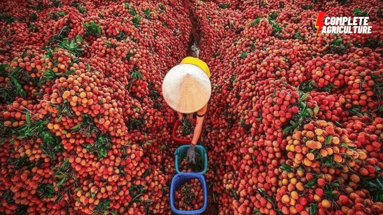 How To Grow 69 Millions Of Litchi 🌱🍓Amazing Lychee Harvesting Agriculture Technology - lychee farm